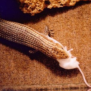 Sudan Plated & Mouse