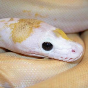 New Retic Morph