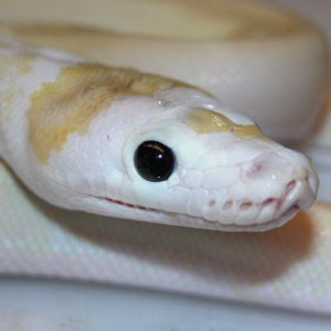 New Retic Morph