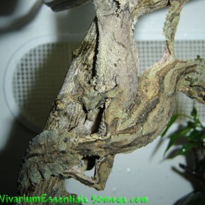Mossy Leaftail Geckos