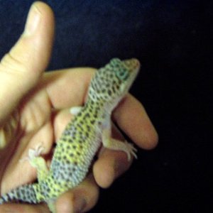 lavender_female_sub
