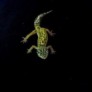 Bold_jungle_sub_female