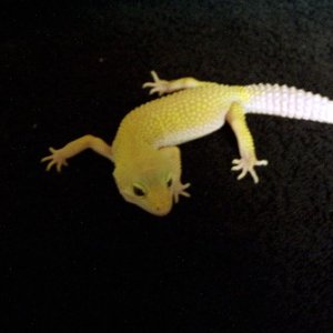 largest_female_pl