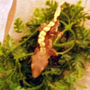 Harlequin_male