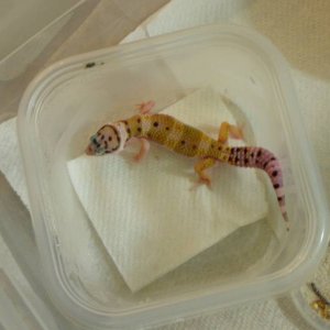 11_04_double_het_babies_1_0