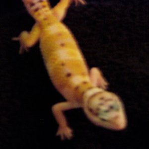 10_04_double_het_babies_1_0_first