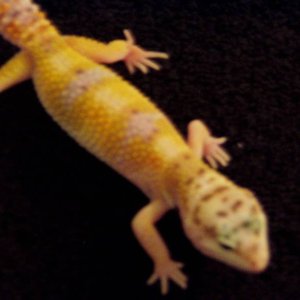 10_04_double_het_babies_1_0_second