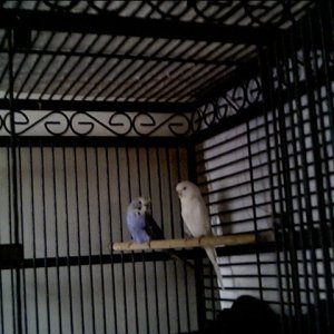 English Budgie