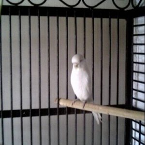 English Budgie