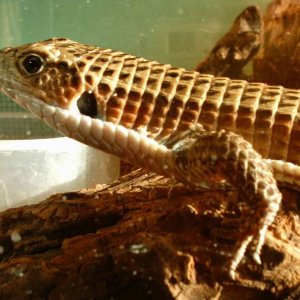 Plated Lizard