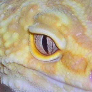 Harley Macro