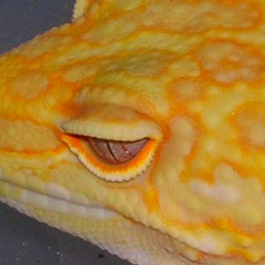 Navarre Macro