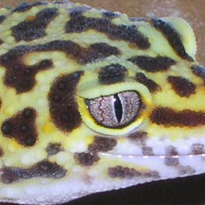 Jungle with an Albino "ISH" eye
