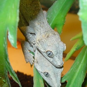 Two Baby Gargoyles