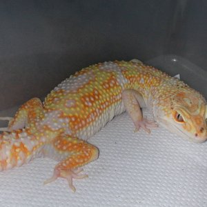 Jungle Giant-Female