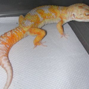 Jungle Giant-Male