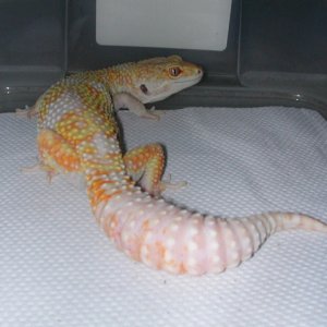 Jungle Giant-Female