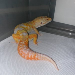 Jungle Giant-Male