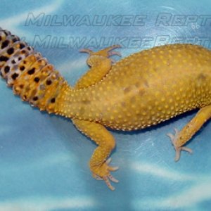 Hypo Female