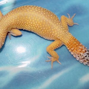 SHTCT Female Breeder