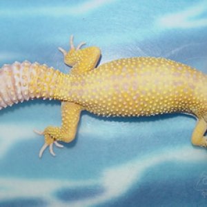RW Female Breeder