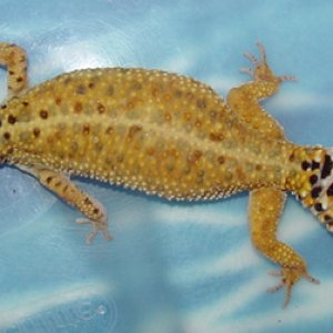Female Breeder