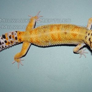 Male Breeder