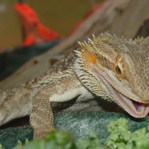 Bearded Likes His Greens