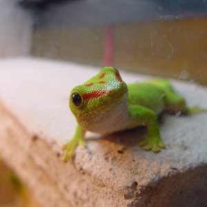 Close Up of a Grandis