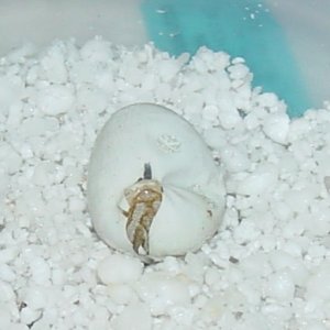Hatching Bearded Dragon 1