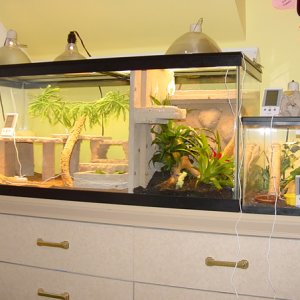 Dual Sided Dragon / Gecko Setup with Fake Rock