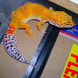 super hypo tangerine female