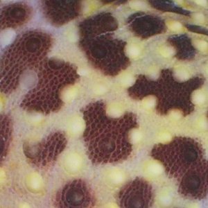 normal pattern