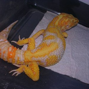 jungle giant male at 7 months