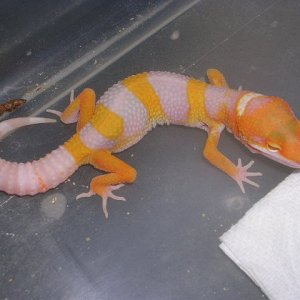 Carrot head tangerine giant male