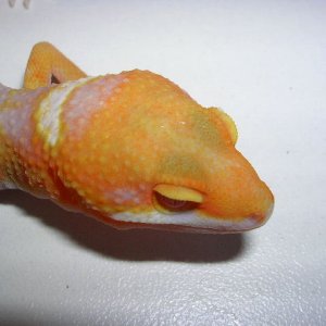 carrot head tangerine ginat