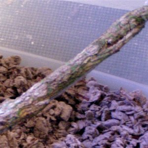 Camoflauge!!