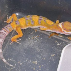 Pauly showing some awesome color