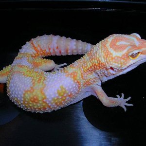 Jungle giant female