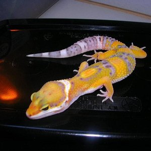 super hypo? we'll see!