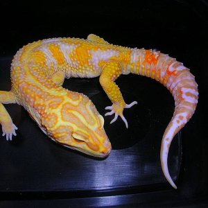 Jungle giant male