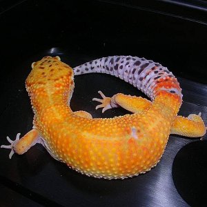 super hypo tang female