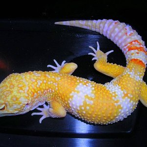 carrot head tangerine