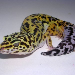 a beautiful jungle female