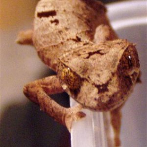 Manson_female_ebenaui