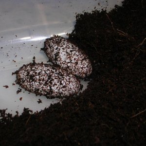 eggs