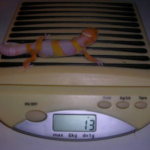 Carrot head giant at 20 days old