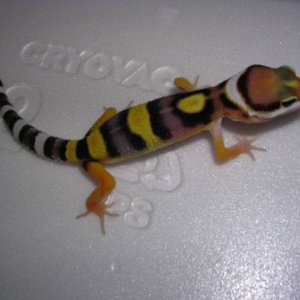 pauly at 8 days old