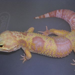 Rainwater female