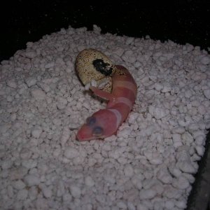 second hatchling